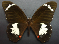 Adult Male Upper of Orchard Swallowtail - Papilio aegeus aegeus